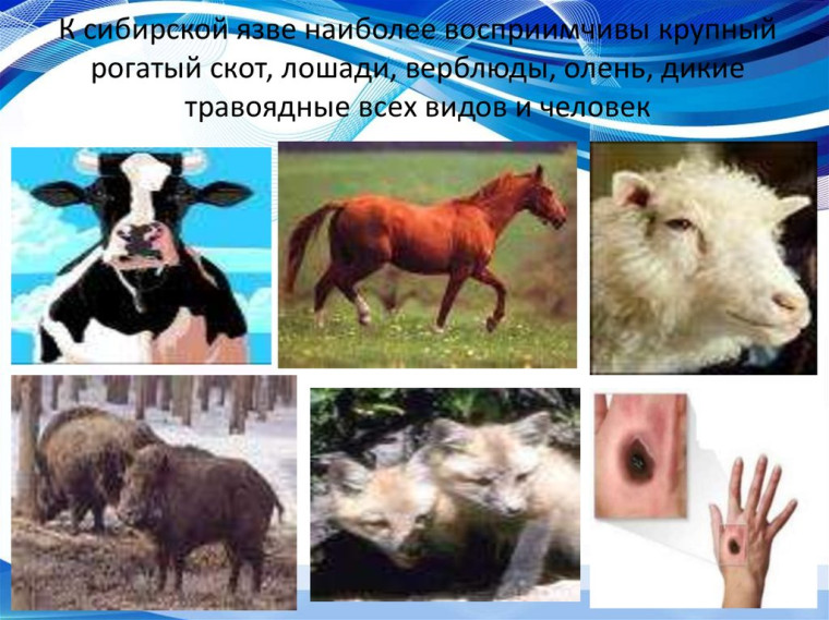 СИБИРСКАЯ ЯЗВА рядом..... СИБИРСКАЯ ЯЗВА рядом.....